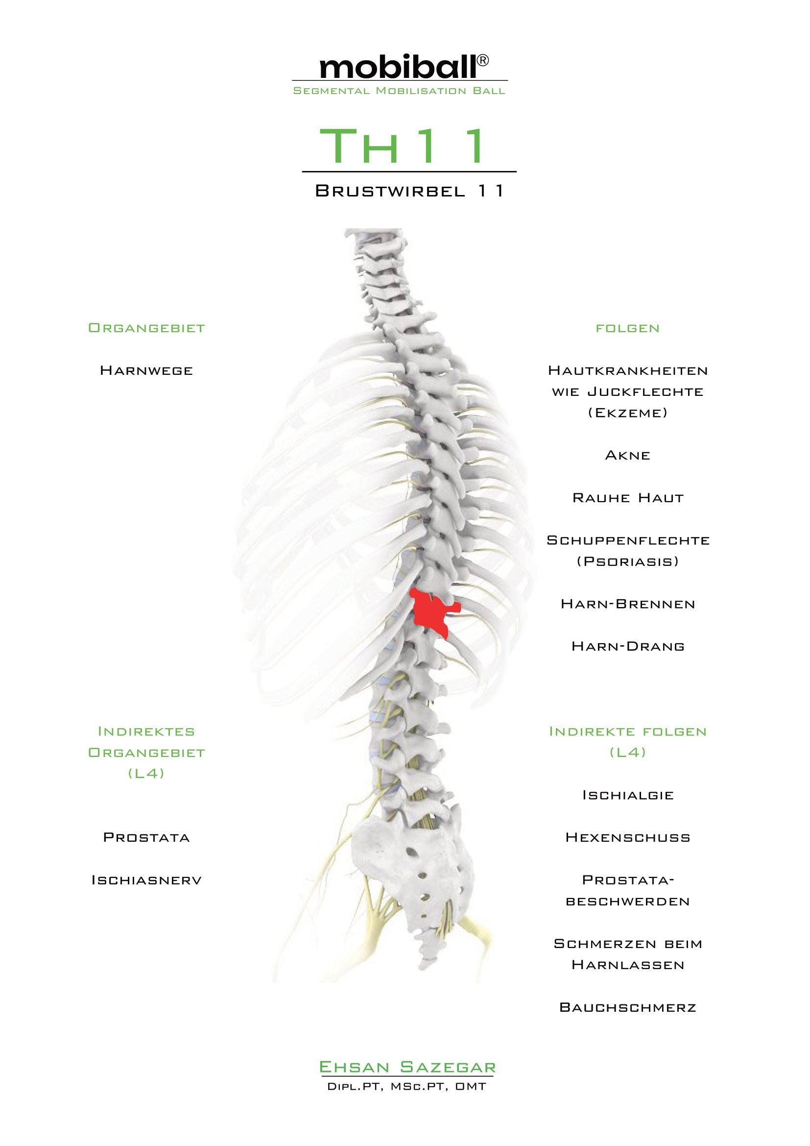 TH11 - Brustwirbel 11
